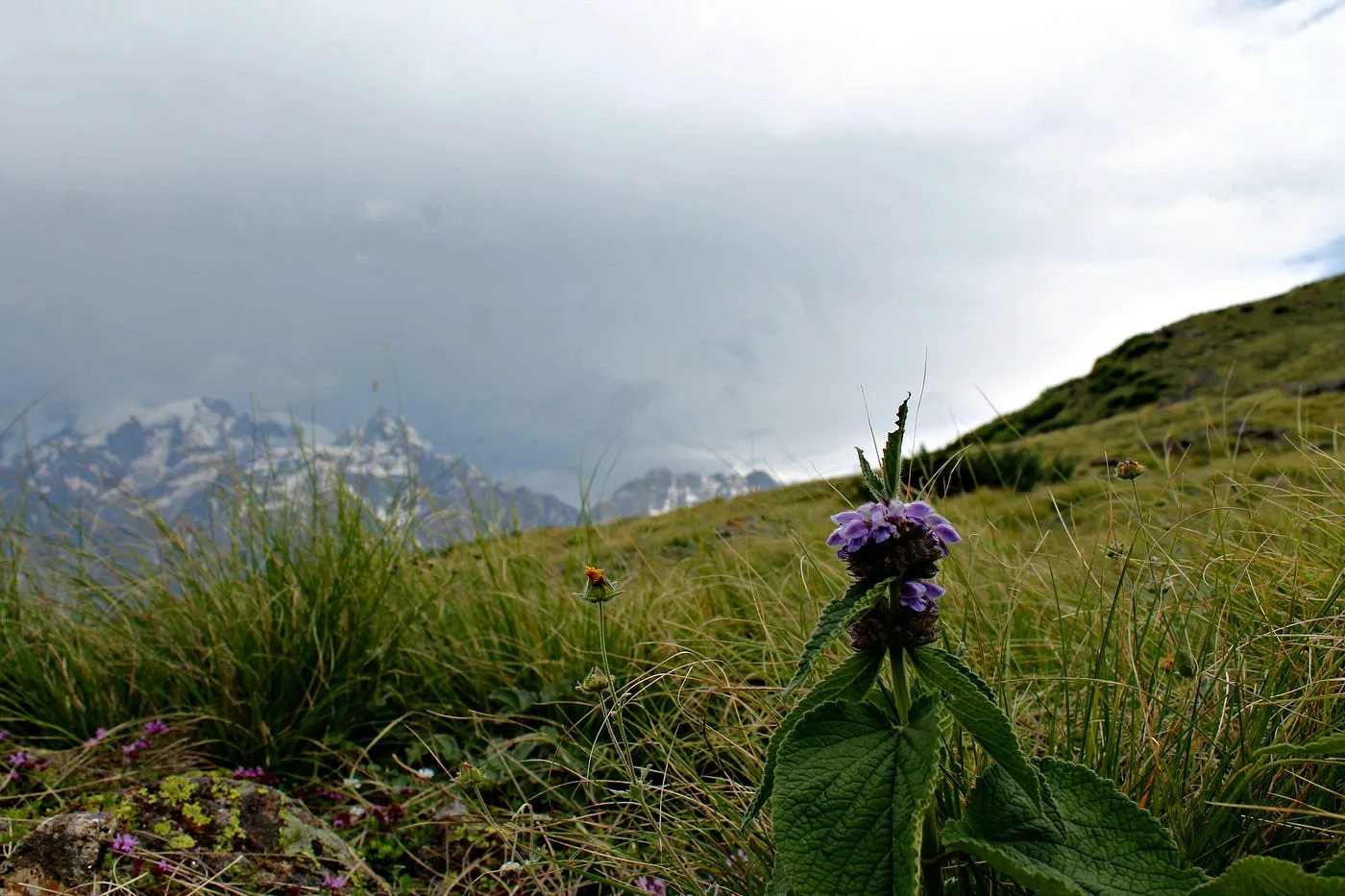 Chakka Meadows Trek 